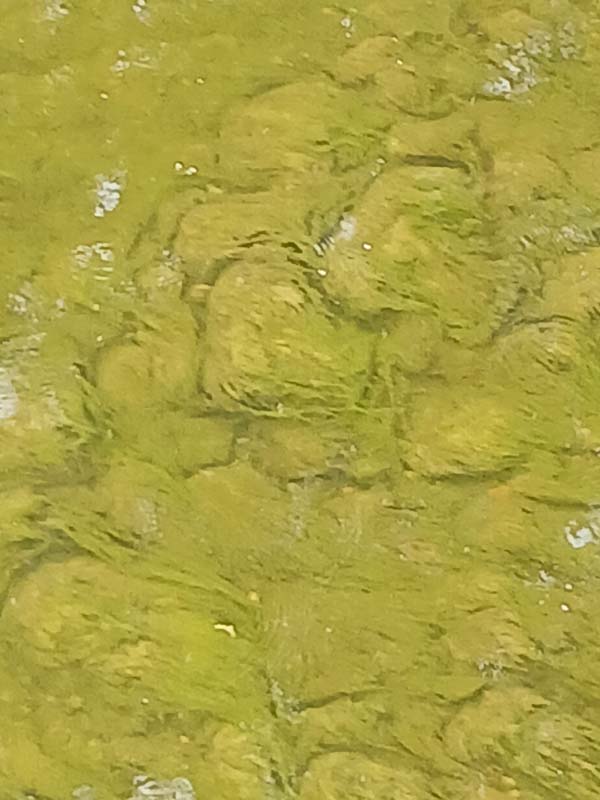 algae kilgram